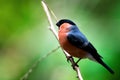 A beautiful male bullfinch perched on a branch