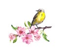 Bird in spring flowers. Springtime blossom, cherry, apple, sakura branch. Water color