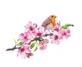 Bird in spring flowers. Springtime blossom, cherry, apple, sakura branch. Watercolor Royalty Free Stock Photo