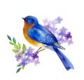 Bird of Spring vector