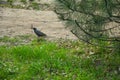 Bird in the spring warm blooming park. Royalty Free Stock Photo