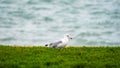 The Bird standing near the river around Adler Planearium in the evening , Chicago , Illinois , United States of America