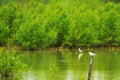 bird standing on bamboo in lake the and autumn season Royalty Free Stock Photo