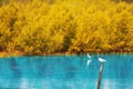 bird standing on bamboo in lake and autumn season Royalty Free Stock Photo