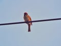 A bird standing on a cable Royalty Free Stock Photo