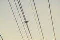 A bird standing on an electricity line