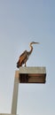 A bird is standing on the light Royalty Free Stock Photo