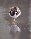 Bird standing in sand Royalty Free Stock Photo
