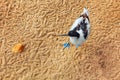 Bird standing on the sand Royalty Free Stock Photo