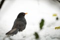 the bird is standing on the snow by itself with it's beak open