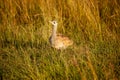 A bird is standing in tall grass Royalty Free Stock Photo