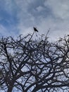 Bird standing at top of leave-less tree branches at blue sky Royalty Free Stock Photo