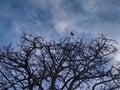 Bird standing at top of leave-less tree branches at blue sky Royalty Free Stock Photo