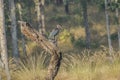 Red-Naped Ibis on Tree Stump