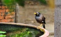 Bird stands on the brink jar