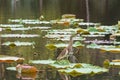 Bird stands on lotus leaf