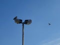 Bird stands on the street lamp with lamppost another one flying Royalty Free Stock Photo