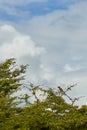 Bird stands on tip of tree on blue sky background Royalty Free Stock Photo