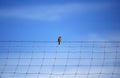 Bird stands on a wire