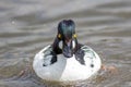 Bird stare. Goldeneye duck with hypnotic gaze staring at camera.