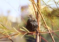 Bird Starling flew on a branch in the Park in early spring Royalty Free Stock Photo