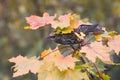 Bird Starling among maple leaves in autumn Royalty Free Stock Photo