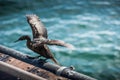 Bird on Stearns Wharf