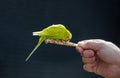 Bird on a stick eating food Royalty Free Stock Photo