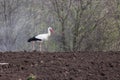 Stork on arable land Royalty Free Stock Photo