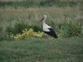 Bird stork ciconia ciconia