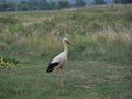 Bird stork ciconia ciconia