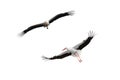 Bird stork in flight isolated on white background Royalty Free Stock Photo