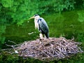 bird, stork, heron, nature, animal, white, nest, birds, wildlife, water, egret, beak, wild, storks, feather, green, feathers, fami Royalty Free Stock Photo