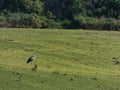 bird, stork, meadow, animal, nature, wildlife, spain, wild anima Royalty Free Stock Photo