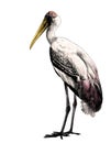 Bird stork stands in full height sideways