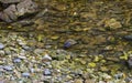 Bird in Stream in the North West Highlands of Scotland Royalty Free Stock Photo