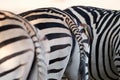 Bird and stripes. African red-billed oxpecker ride on back of zebra, looking for ticks. Mutualism between african animals. Mana Royalty Free Stock Photo