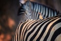 Bird and stripes. African red-billed oxpecker ride on back of zebra, looking for ticks. Mutualism between african animals. Mana Royalty Free Stock Photo