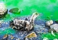 Bird stuck in polluted green water with tar. Dying animals in industrial wastes. Dirty rivers and oceans with oil. Small goose in