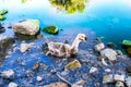 Bird stuck in polluted water with tar. Dying animals in industrial wastes. Dirty rivers and oceans with oil. Small goose in danger