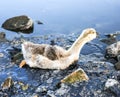 Bird stuck in polluted water with tar. Dying animals in industrial wastes. Dirty rivers and oceans with oil. Small goose in danger