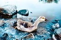 Bird stuck in polluted water with tar. Dying animals in industrial wastes. Dirty rivers and oceans with oil. Small goose in danger