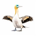 Dignified Bird Paintings On White Background By Ben Wooten Royalty Free Stock Photo