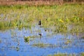 Bird on submerged area, Biebrza spring swamps Royalty Free Stock Photo