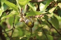 Green bird, sucking, food, plant, trees, Green