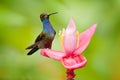 Bird sucking nectar from pink bloom. Hummingbird with flower. White-tailed Hillstar, Urochroa bougueri, on ping flower, gren and