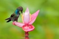 Bird sucking nectar from pink bloom. White-tailed Hillstar, Urochroa bougueri, hummingbird in flight on the ping flower, gren and