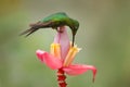 Bird sucking sweet nectar in jungle. Empress Brilliant, Heliodoxa imperatrix, beautiful hummingbird in the nature habitat. Green Royalty Free Stock Photo