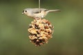 Bird On A Suet Feeder Royalty Free Stock Photo