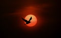 Bird and sun silhouette Royalty Free Stock Photo